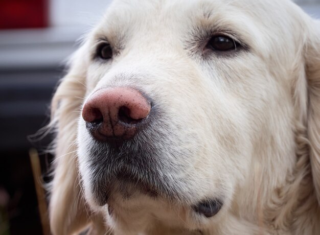 Primo piano del cane di golden retriever di bellezza.