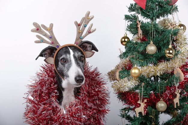 Primo piano del cane di razza levriero con corna di renna e ghirlande intorno al corpo e albero di Natale.