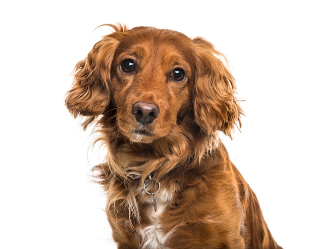 Primo piano del cane di razza mista, tagliato