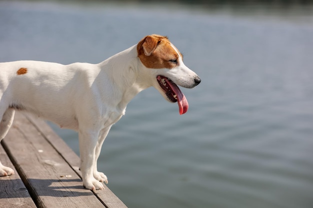 Primo piano del cane Jack Russell Terrier