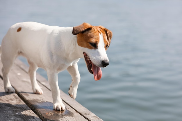 Primo piano del cane Jack Russell Terrier