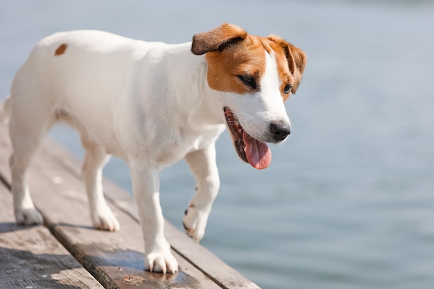 Primo piano del cane Jack Russell Terrier