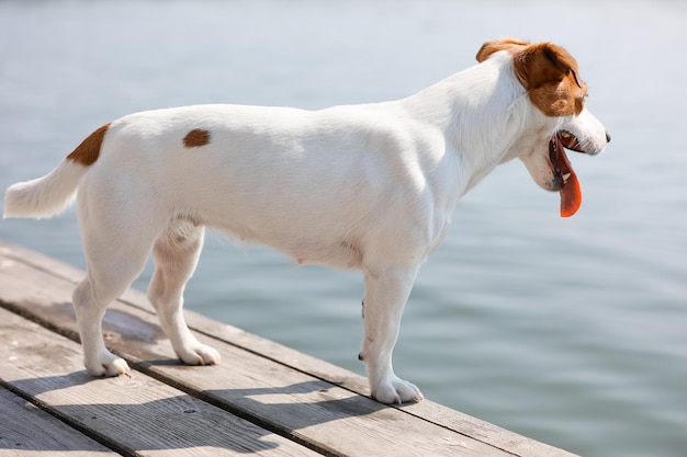 Primo piano del cane Jack Russell Terrier