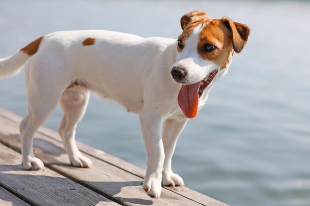 Primo piano del cane Jack Russell Terrier