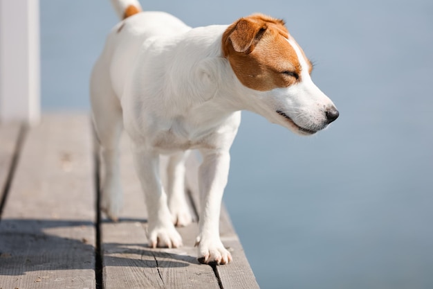 Primo piano del cane Jack Russell Terrier