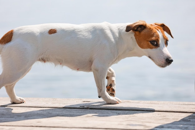 Primo piano del cane Jack Russell Terrier