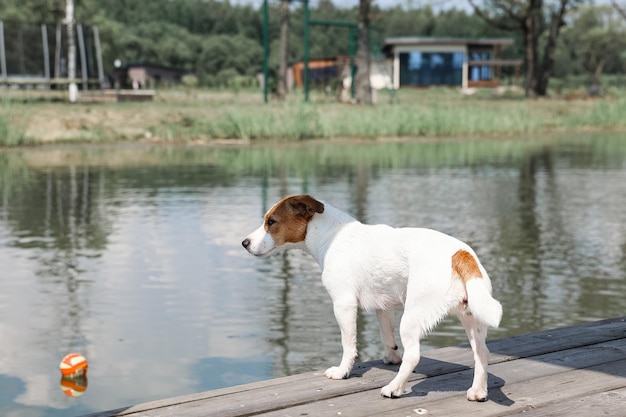 Primo piano del cane Jack Russell Terrier