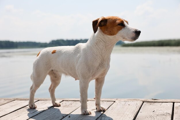 Primo piano del cane Jack Russell Terrier