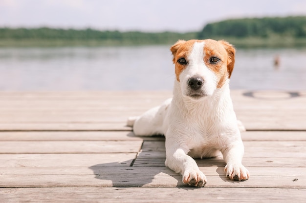 Primo piano del cane Jack Russell Terrier