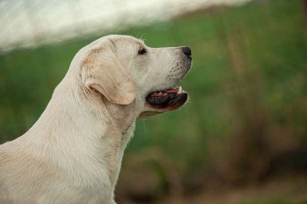 Primo piano del cane labrador Ritratto con uno sfondo di campagna