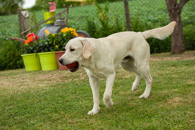 Primo piano del cane labrador Ritratto con uno sfondo di campagna