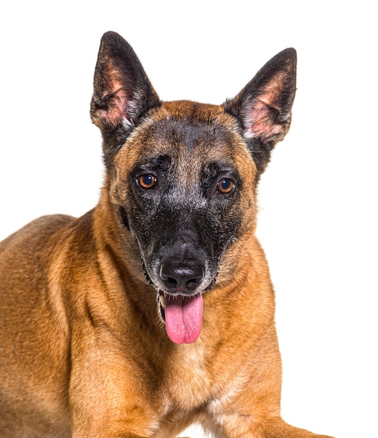 Primo piano del cane Malinois isolato su bianco