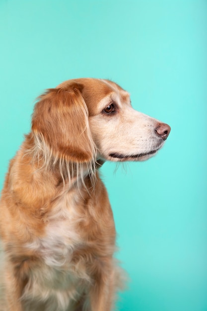 Primo piano del cane misto della razza che guarda lateralmente sul blu