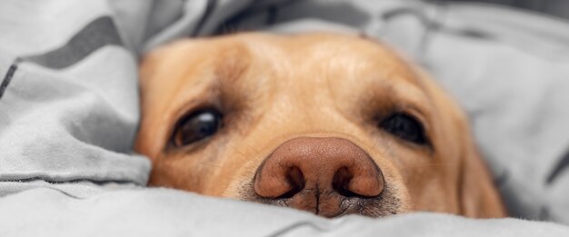 Primo piano del cane nel letto. Concentrati sul naso.