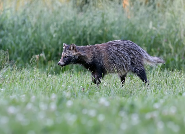 Primo piano del cane procione (Nyctereutes procenoides) cammina per terra in cerca di cibo