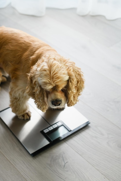 Primo piano del cane su bilance da pavimento a casa