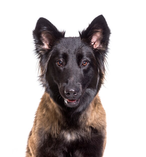 Primo piano del cane Tervuren, tagliato