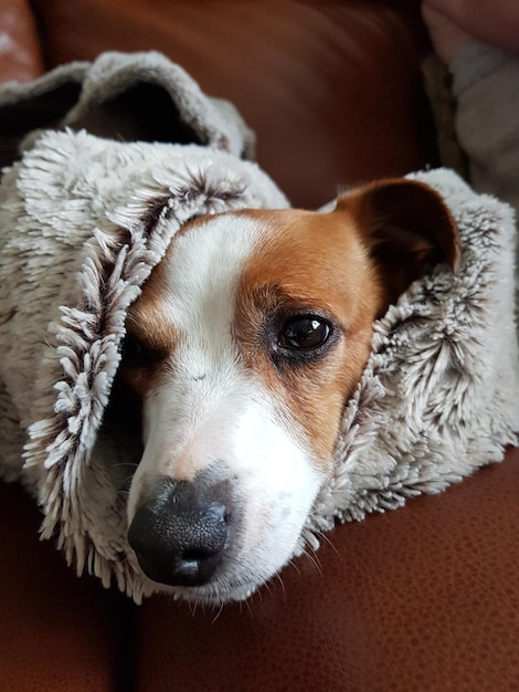 Primo piano del cane