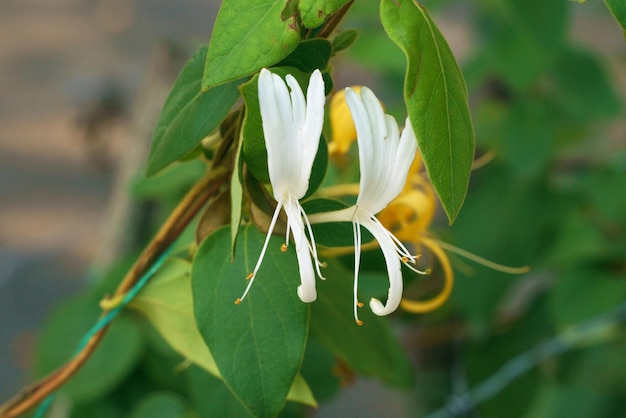 Primo piano del caprifoglio in fiore