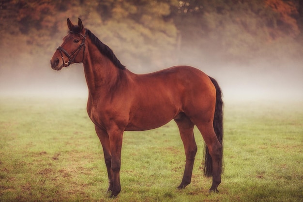 Primo piano del cavallo in piedi sul campo