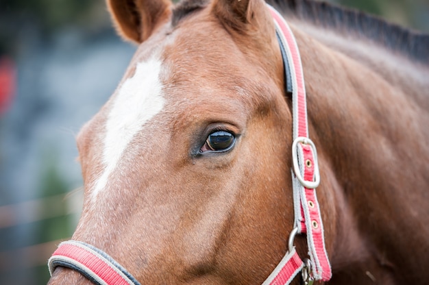 Primo piano del cavallo