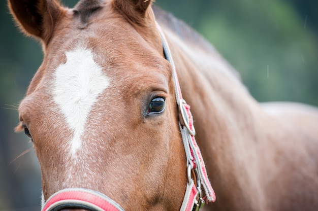 Primo piano del cavallo