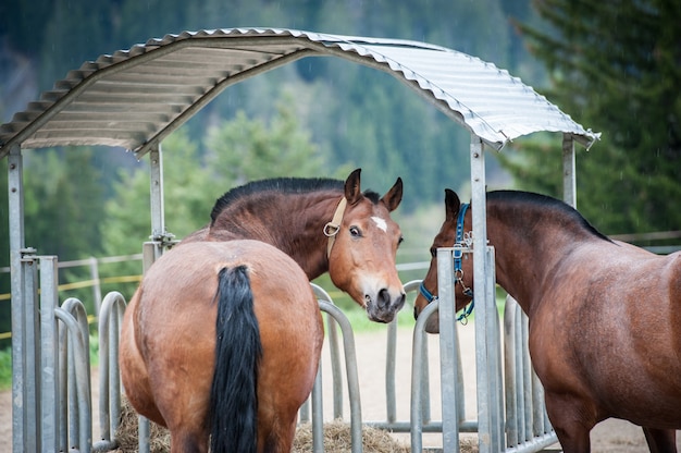 Primo piano del cavallo