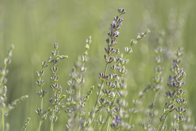 Primo piano del cespuglio di lavanda