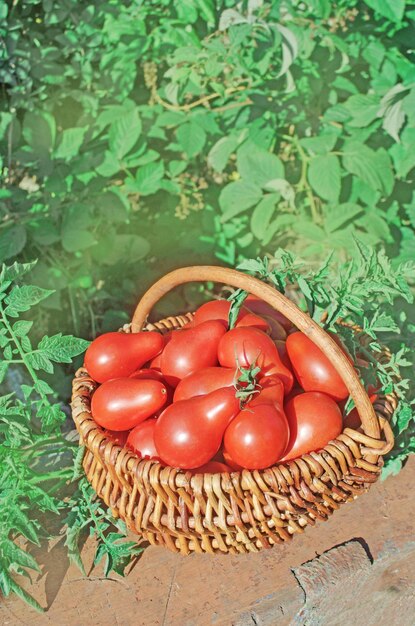 Primo piano del cesto con pomodori pera rossi freschi Pomodori appena raccolti nel carrello Pomodori rossi nel cesto di vimini