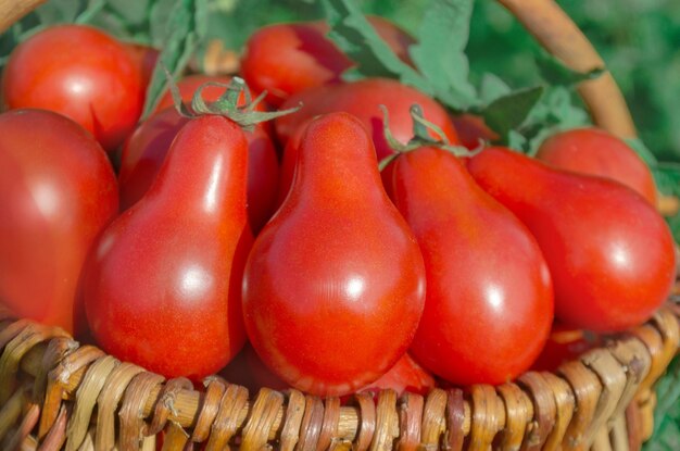 Primo piano del cesto con pomodorini rossi freschi Pomodoro fresco in un cesto su sfondo verde