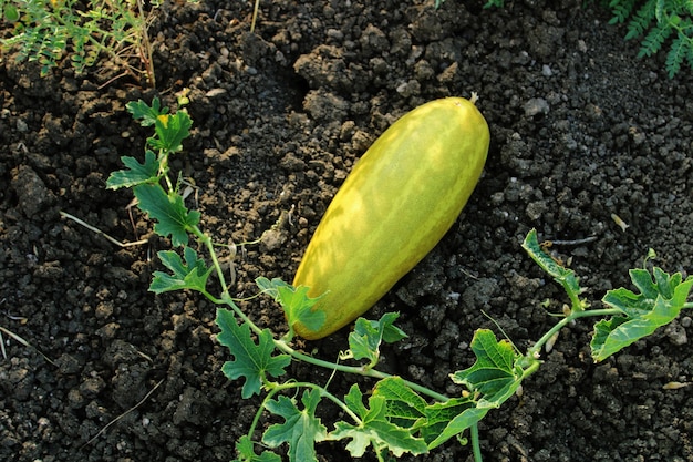 Primo piano del cetriolo Cetriolo vite