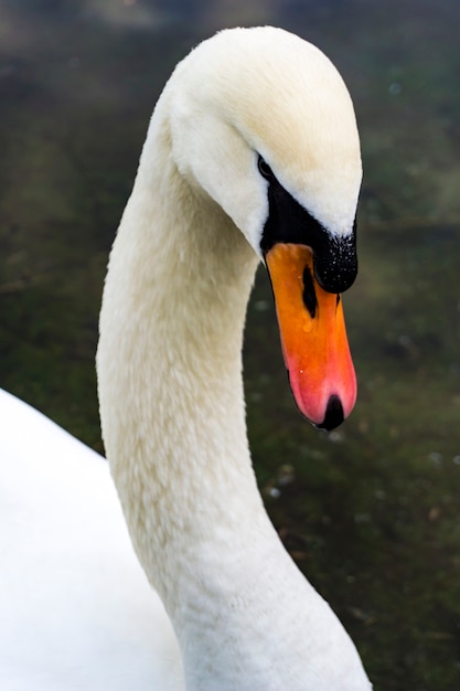 Primo piano del cigno bianco nel lago