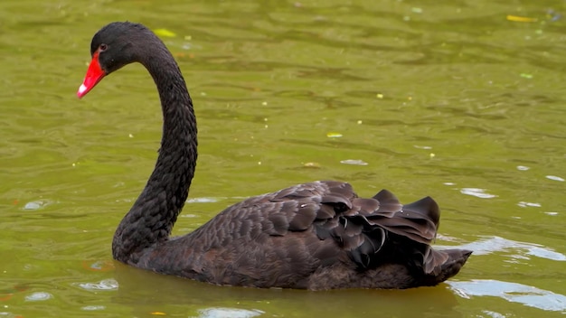 Primo piano del cigno nero sull'acqua