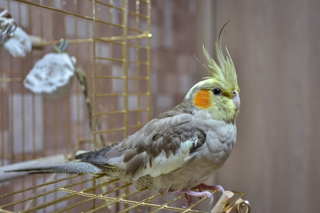 Primo piano del cockatiel del pappagallo che si siede sulla gabbia