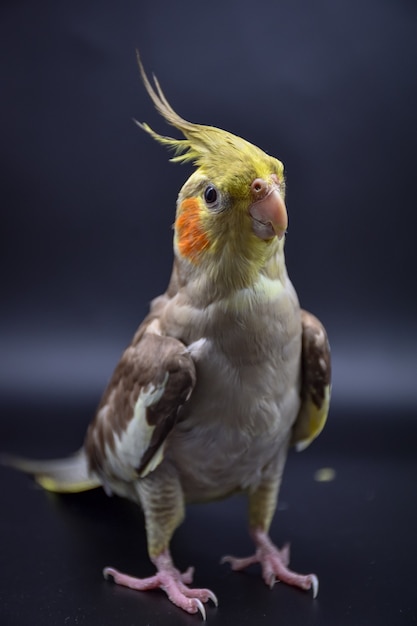 Primo piano del cockatiel del pappagallo sul cockatiel del pappagallo nero