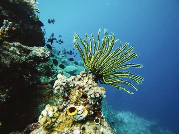 Primo piano del corallo sott'acqua