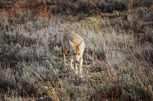 Primo piano del coyote nel prato di autunno