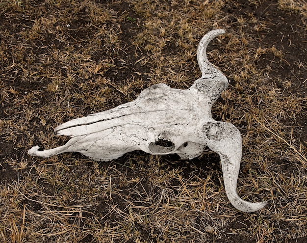 Primo piano del cranio dello gnu su terra, Tanzania, Africa