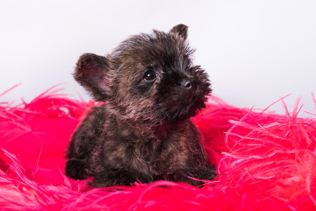 Primo piano del cucciolo di cane di Cairn Terrier