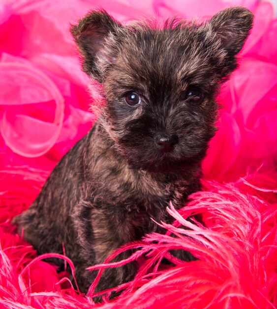 Primo piano del cucciolo di cane di Cairn Terrier