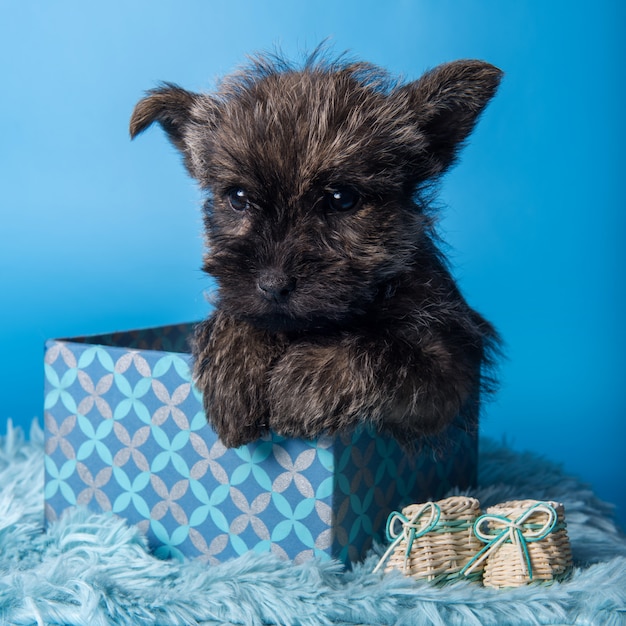 Primo piano del cucciolo di cane di Cairn Terrier