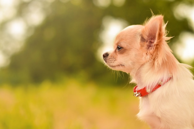 Primo piano del cucciolo di Chihuahua, guardando al lato, all'aperto.