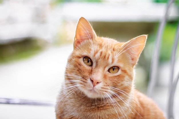 Primo piano del cucciolo di gatto biondo con gli occhi color miele.