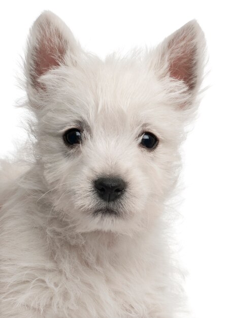 Primo piano del cucciolo di West Highland Terrier, 7 settimane di vita,