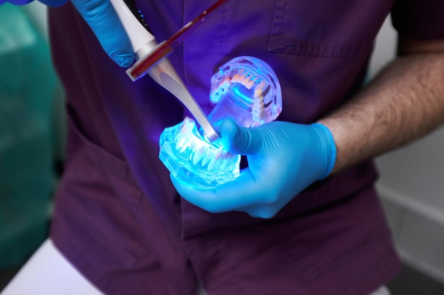 Primo piano del dentista che utilizza una lampada a raggi ultravioletti che riempie il dente su un modello in plastica della mandibola umana