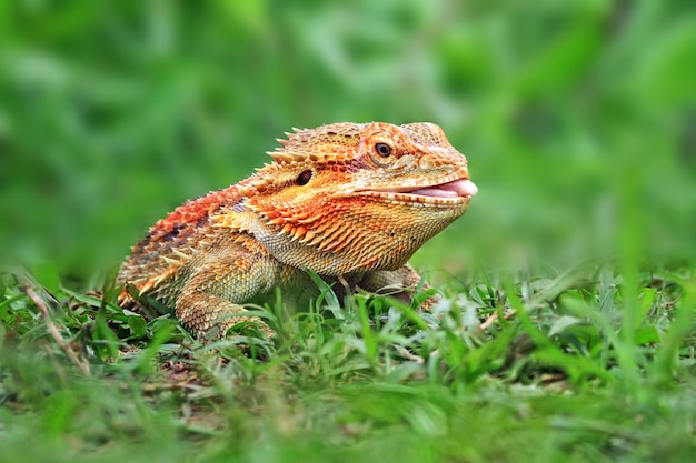 Primo piano del drago barbuto rosso Het Hypo Primo piano del rettile di vista frontale del drago barbuto rosso Het Hypo