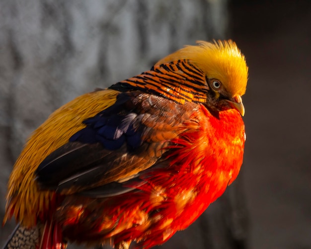 Primo piano del fagiano dorato dell'uccello Chrysolophus pictus su uno sfondo naturale