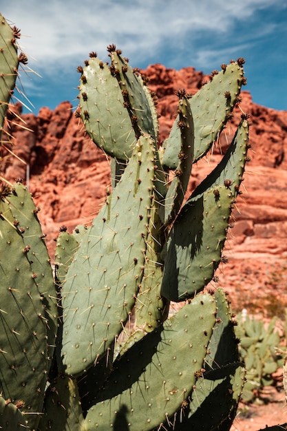 Primo piano del fico d'india in deserto variopinto