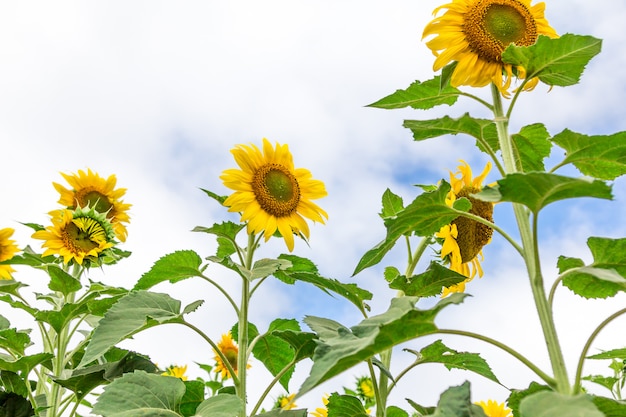 Primo piano del fiore bellissimo sole