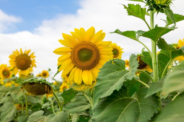 Primo piano del fiore bellissimo sole